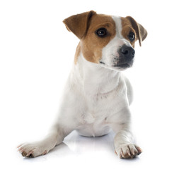 jack russel terrier