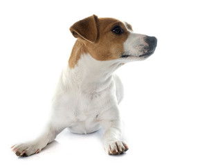 jack russel terrier