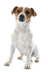 jack russel terrier