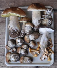 King boletus