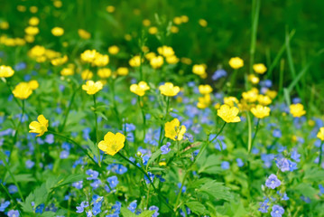 Ranunculus acris flowers