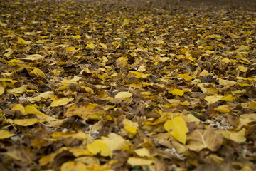 hojas 03 / Plano general de hojas amarillas y marrones, en el suelo otoñal.