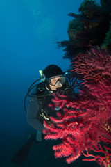 Scuba diver in the depth watching coral reef with red coral