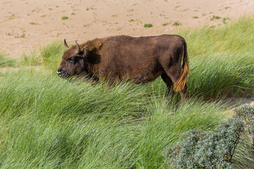 Young bison bonasus bonasus