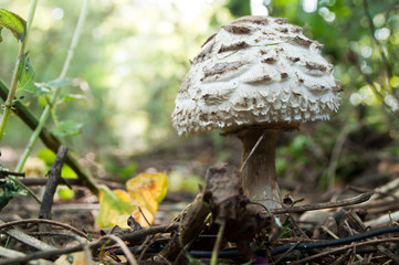 coprin chevelu  en forêt