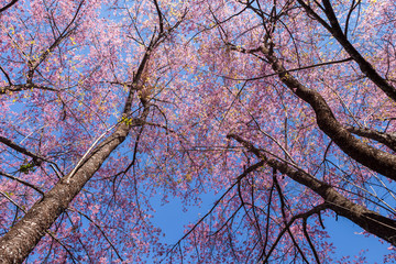 Cherry blossom tree with leafless branches