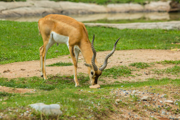 Blackbuck (Antilope cervicapra)