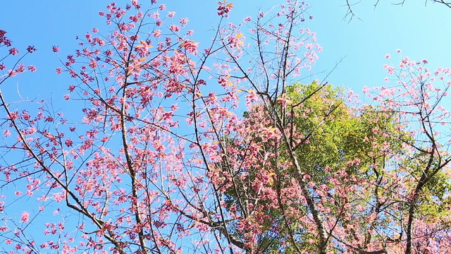 Wild Himalayan Cherry spring blossom 