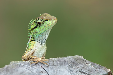 Fototapeta premium Green lizard with stump in thinking moment 