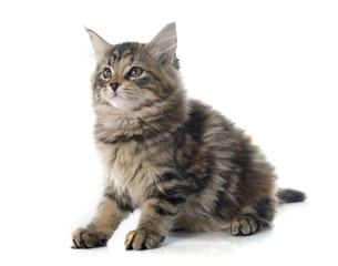 maine coon kitten