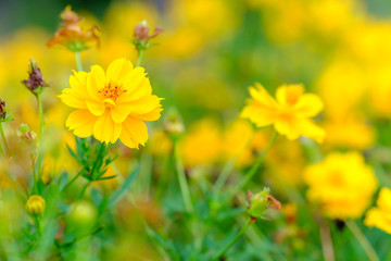 Floral background