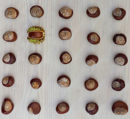 Block of 25 European chestnuts with one shell photographed on white background

