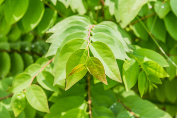 green leaf background