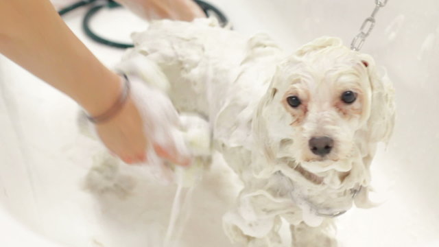 Woman washing small white maltese dog in big bathtube with shampoo