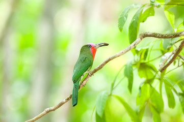 Red-bearded Bee-eater hold bug in the mouth in nature