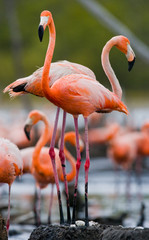 Caribbean flamingo on a nest with chicks. Cuba. An excellent illustration.