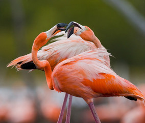 Game two adults of the Caribbean flamingo. Cuba. An excellent illustration.