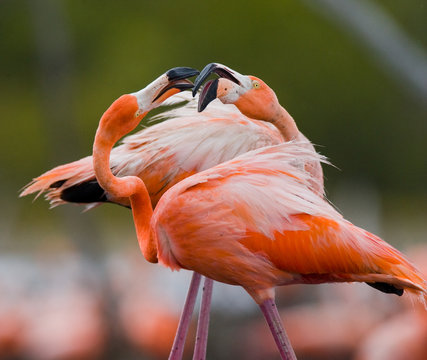 Game two adults of the Caribbean flamingo. Cuba. An excellent illustration.