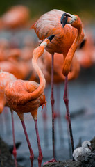 Fototapeta premium Game two adults of the Caribbean flamingo. Cuba. An excellent illustration.
