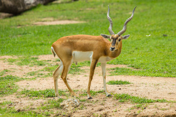 Blackbuck (Antilope cervicapra)