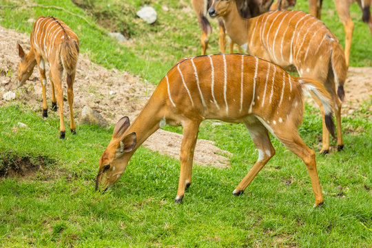 Nyala (Tragelaphus angasi)
