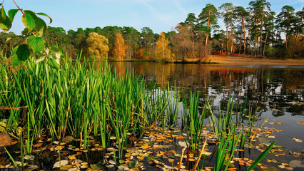 Here's the fall/















Here's the fall. The lake in the Silver Forest, national Park, Moscow, Russia.
