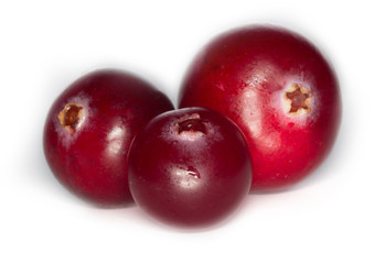 Obraz premium cranberry isolated