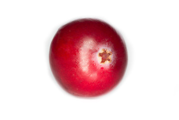 cranberry isolated