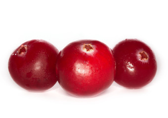 cranberry isolated