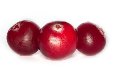 cranberry isolated