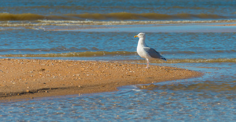 Gull standing on a beach along a sea
