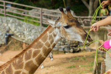 Feeding Giraffe