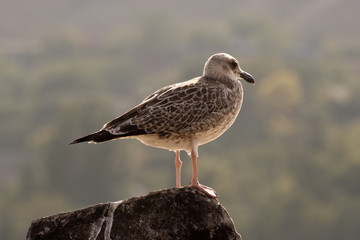 Seagull