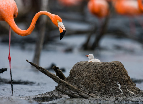 Fototapeta Caribbean flamingo on a nest with chicks. Cuba. An excellent illustration.