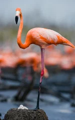 Wall murals Flamingo Caribbean flamingo on a nest with chicks. Cuba. An excellent illustration.
