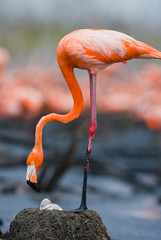 Fototapeta premium Caribbean flamingo on a nest with chicks. Cuba. An excellent illustration.