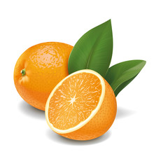 Oranges illustration
