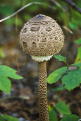 Young Parasol mushroom Macrolepiota procera