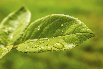 Water drops on a leaf 