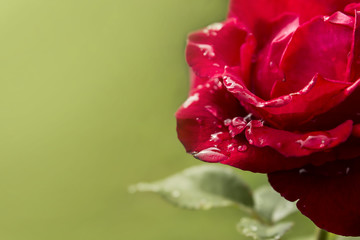 Obraz premium Rose