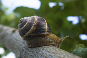 Snail