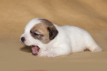 Cachorro de Jack Russell bostezando