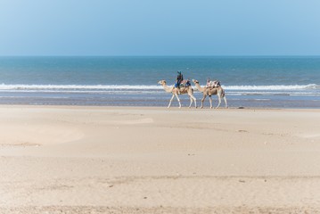 camels at the beach
