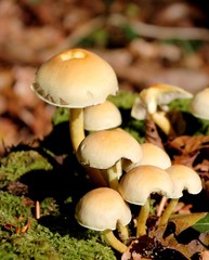 Champignons de forêt