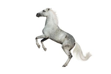 Obraz na płótnie Canvas White horse rearing up isolated on white