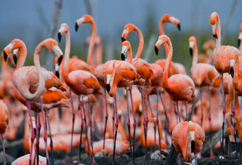 Fototapeta premium The largest colony of the Caribbean flamingo. Cuba. An excellent illustration.