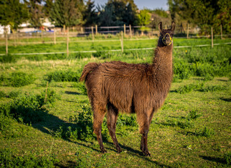 Lama © parallel_dream