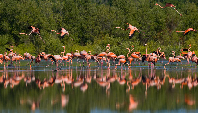 Caribbean flamingo standing in water with reflection. Cuba. An excellent illustration.