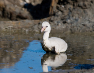 Fototapeta premium Little chick Caribbean flamingo. CUBA. An excellent illustration.