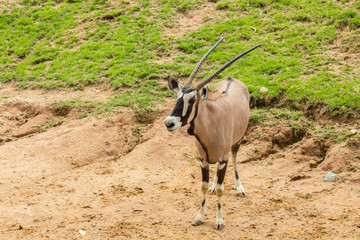 Oryx gazella